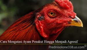 Cara Mengatasi Ayam Penakut Hingga Menjadi Agresif
