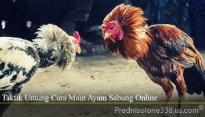 Taktik Untung Cara Main Ayam Sabung Online